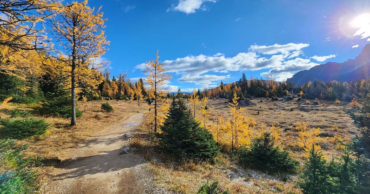 Sentinell Pass - Fall Larch Season